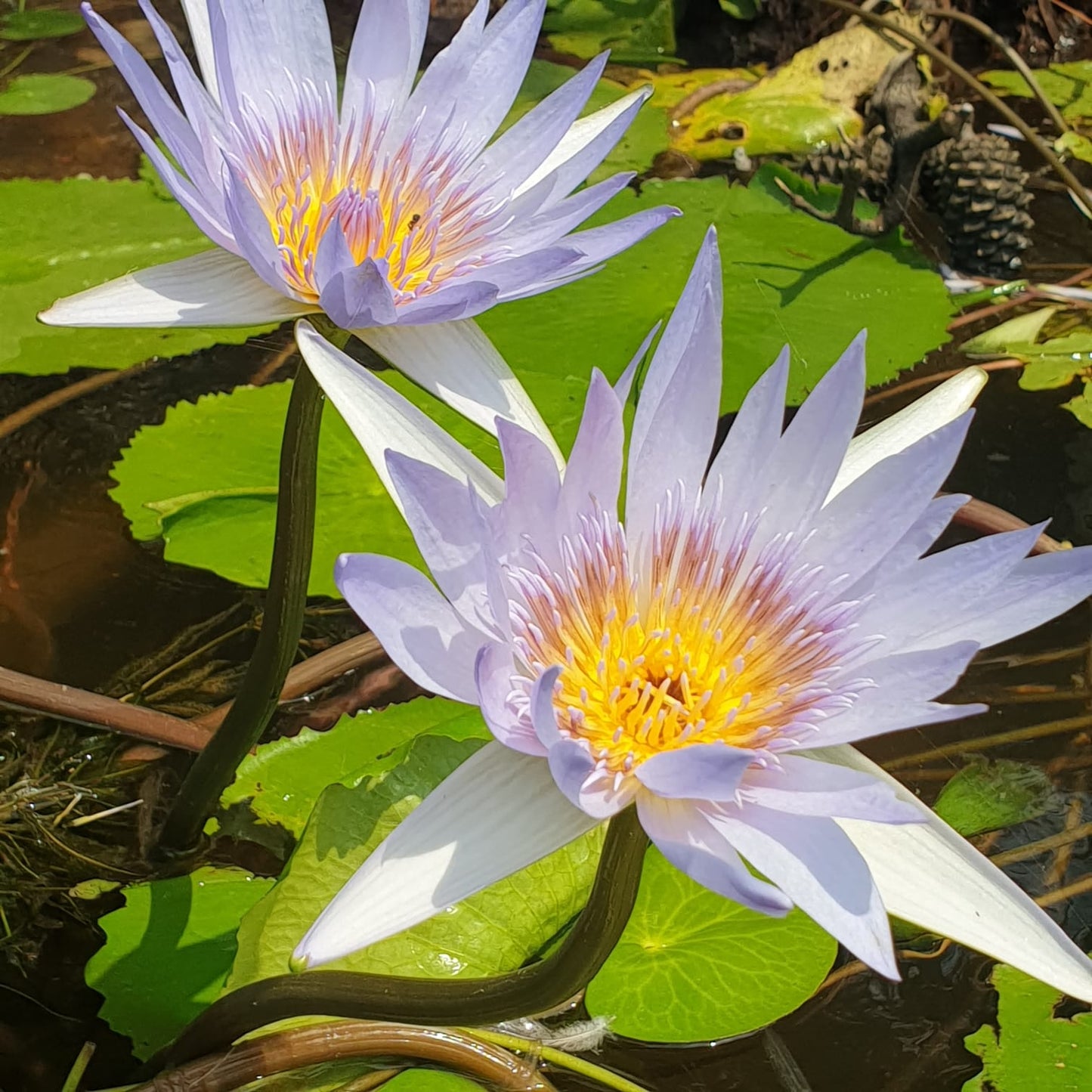 Blue Lotus (Nymphaea caerulea) — Alcohol-free botanical extract by Nature's Medicines South Africa