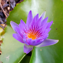 Load image into Gallery viewer, Frequency-Fluid-Liquid-Alchemy-Blue-Lotus-Plant-Medicine-Liquid-Extract-Natural-Health-Remedy-Blue-Lotus