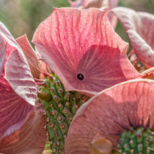 Load image into Gallery viewer, Frequency-Fluid-Liquid-Alchemy-Hoodia-Plant-Medicine-Liquid-Extract-Natural-Health-Remedy-Hoodia