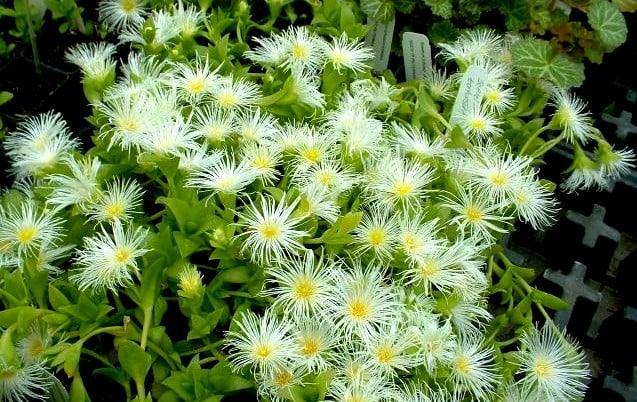Sceletium (Kanna) β Alcohol-free botanical extract by Nature's Medicines South Africa