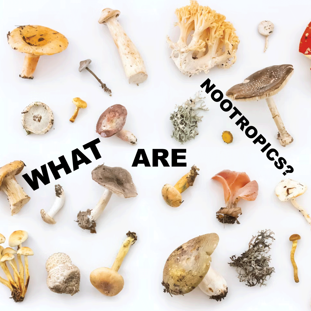 Botanical Nootropics: Nature’s Allies for a Sharper, Calmer Mind