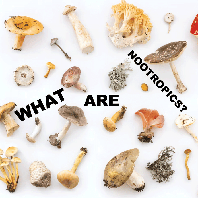 Botanical Nootropics: Nature’s Allies for a Sharper, Calmer Mind