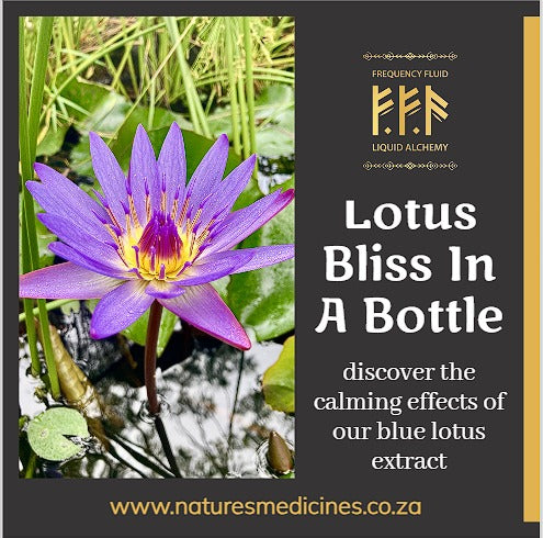 Blue Lotus  — Alcohol-free botanical extract by Nature's Medicines South Africa