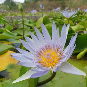 Frequency-Fluid-Liquid-Alchemy-Plant-Medicine-Liquid-Extract-Natural-Health-Remedy-Blue-Lotus-3