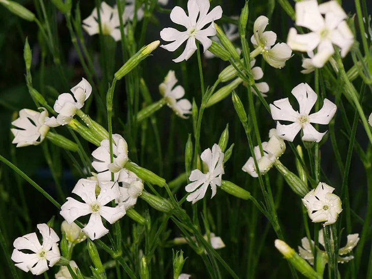 Dream Root (Silene capensis) — Alcohol-free botanical extract by Nature's Medicines South Africa