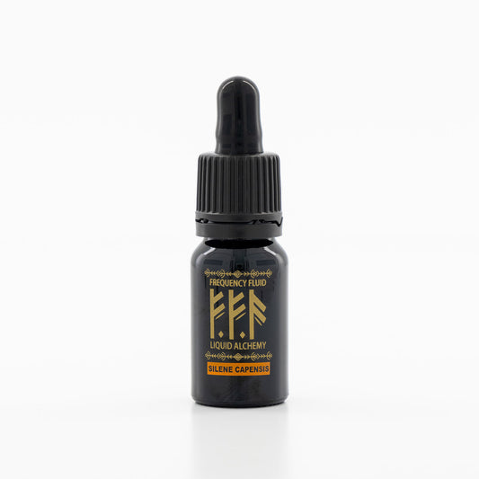 Dream Root (Silene capensis) — Alcohol-free botanical extract by Nature's Medicines South Africa