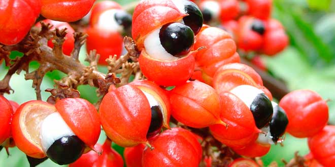 Guarana Extract – Natural Energy, Focus & Vitality Boost — Alcohol-free botanical extract by Nature's Medicines South Africa