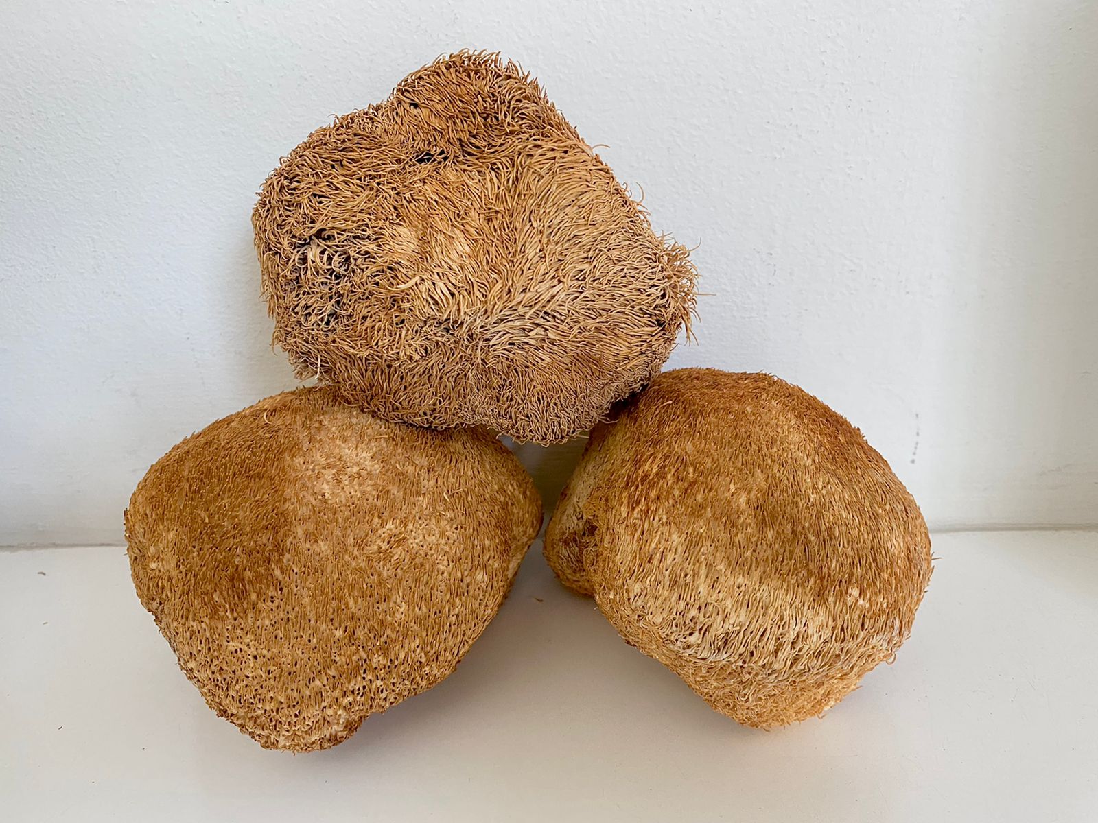 Lion's Mane Extract — Alcohol-free botanical extract by Nature's Medicines South Africa