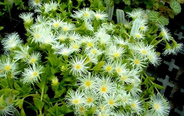 Sceletium (Kanna) — Alcohol-free botanical extract by Nature's Medicines South Africa